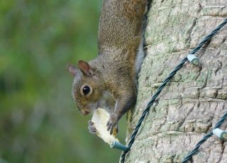 Squirrel Feasts On A Potato Chip While Hanging On A Palm Tree