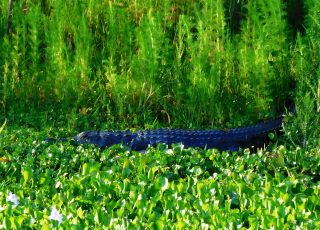 Paynes Prairie Gator Tries To Hide Behind Wetland Vegetatation
