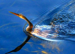 Anhinga Underwater On A Sunny Morning At Silver Springs
