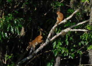 Pair Of Young Rhesus Macaque Monkeys In A Tree At Silver Springs