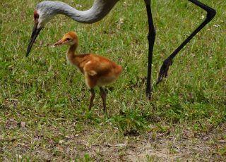Pair Of Sand Hill Cranes And Colt Explore Lake Woodruff NWR, Near Deland, FL