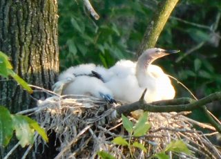 New Born Anhinga Hatchlings In The Nest At Silver Springs