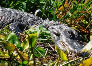 Gator Rests In The Grass Along Silver River