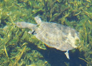 Turtle Swimming In Crystal Clear Water Of Silver Springs Head Spring