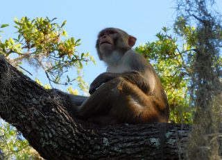 Monkey Rests In A Tree Overlooking Silver Springs Head Spring