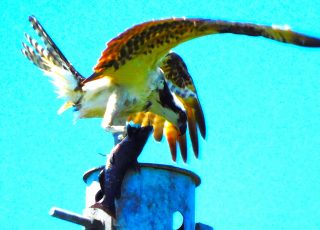 Osprey Feasts On Catfish Atop Power Line Pole At Paynes Prairie