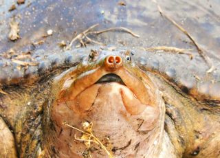 Eye To Eye With Chinese Soft Shell Turtle