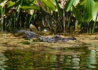 Eye to Eye With Silver Springs Gator