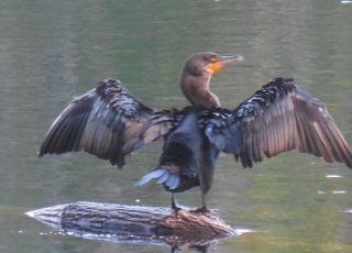 Cormorant With Wings Spread Wide