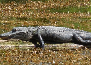 Silver Springs Alligator Resting on a Log