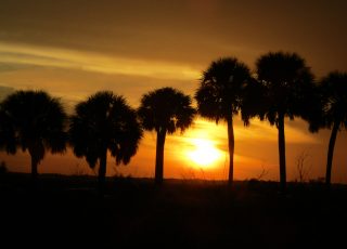 Sunset Behind Palm Trees