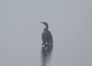 A Foggy Morning at Payne’s Prairie