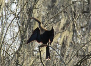 Anhinga, aka Snake Bird, Demonstrates Her Nick Name