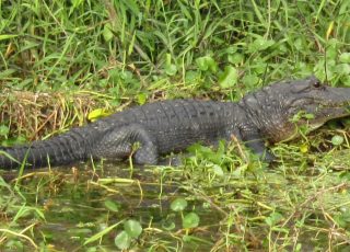 Alligator On St. Johns River Near Blue Springs