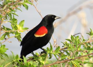 Blackbird perched near US 441