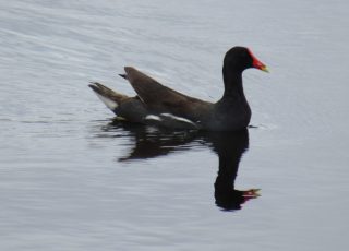 Moorehen Reflected At Payne’s Prairie