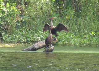 Cormorants at Silver Springs