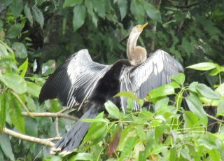 Anhinga Drying His Feathers In A Tree Above Silver River