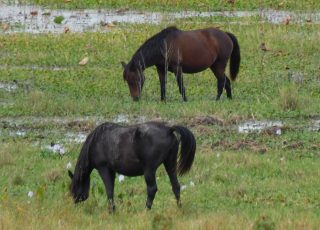 Wild Horses Grazing At Payne’s Prairie