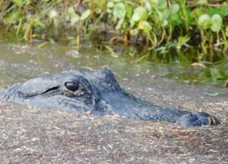 Aligator Hiding In The Swamp at Silver Springs