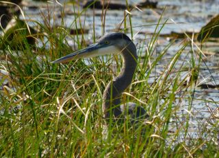 Tri-Color Heron In The Grass Along US 441