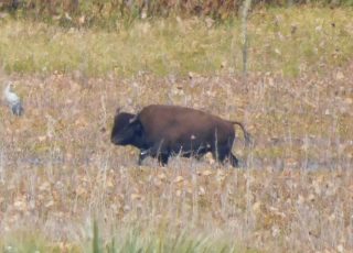 Solo Bison Grazing At Payne’s Prairie