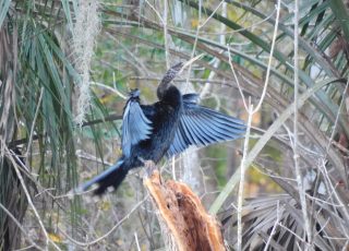 Silver Springs Anhinga Flapping His Wings To Dry Off