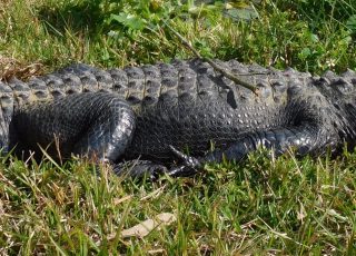 Alligator Soaks Up The Sun At Sliver Springs