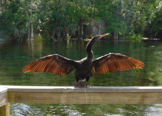 Anhinga Drying His Feathers on Railing At Silver Springs