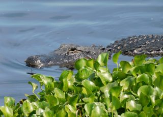 Alligator Swimming In Grass Near Payne’s Prairie Boardwalk