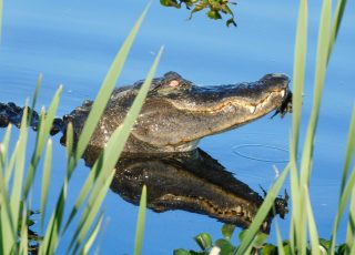 Alligator Reflected As He Grabs A Snack