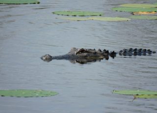 Alligator Swimming In A Wetland
