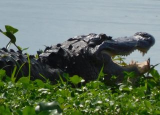 Payne’s Prairie  Alligator Shows His Teeth