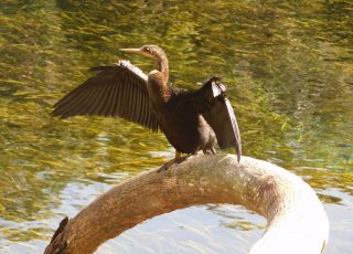 Anhinga Perched On Silver Springs’ Famous Horseshoe Palm Tree