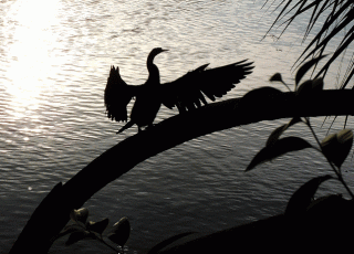 Anhinga Dancing On Silver Springs’ Horseshoe Palm At Sunset