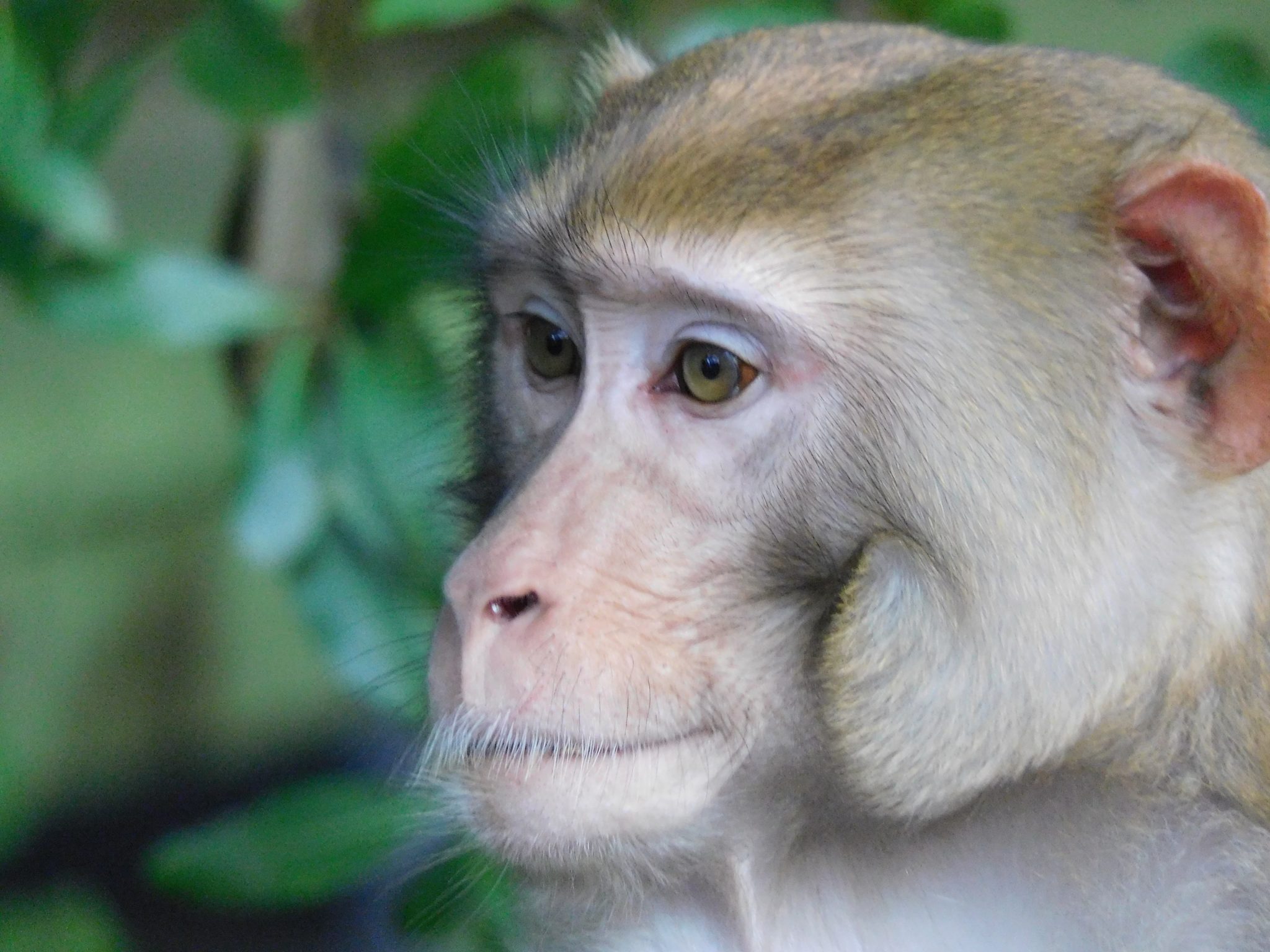 Close Up With Silver Springs Monkeys at Sea Hunt Dock – Thomas Zapor.com