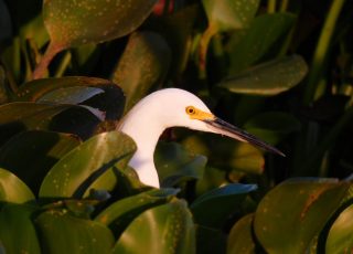 Egret Hiding Amid Vegetation At Paynes Prairie