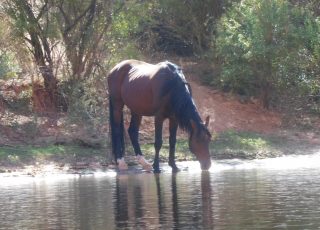 Wild Horse Drinking At The Colorado River