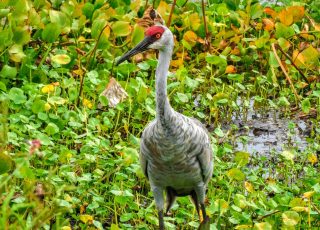 Sandhill Cranes Exploring Sweetwater Wetlands