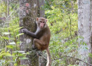 Silver Springs Monkey Climbing A Tree