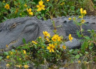 Alligator Resting Amid Wild Flowers At Payne’s Prairie Wetland