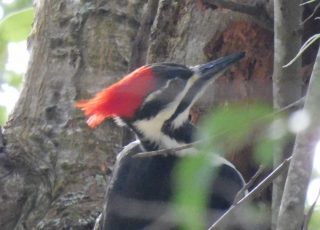 Pileated Woodpecker At Work In My Backyard, Ocala, FL