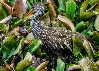 Limpkin Catches A Red Apple Snail At La Chua Trail