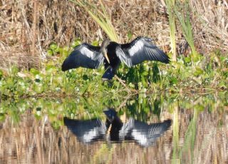 Anhinga Admires His Reflection While Drying Feathers