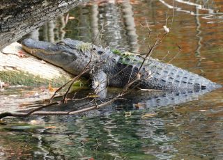 Silver Springs Gator Suns Himself Halfway Out Of Water