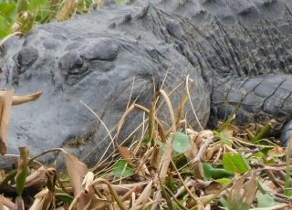 Gator Sunning Himself At La Chua Trail