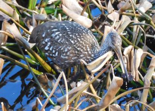 Limpkin Finds A Snail At Paynes Prairie