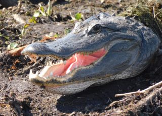 Big Smile From Gator Sunning on US 441