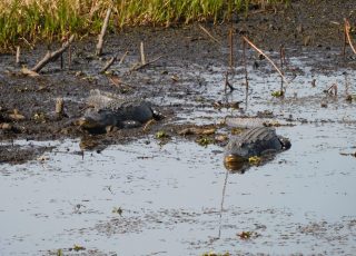 Pair of Gators Sunning At Paynes Prairie Along US 441