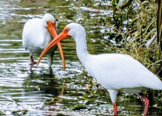 Ibis Exploring Silver Springs State Park